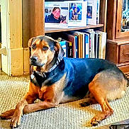 Gunner is registered to the contest to win money with this photo: dog, carpet, living_room, bookshelf, books, photo_frames, wooden_furniture, collar, pet, indoor, resting, brown, black, fur, canine, household, portrait, relaxed, floor, home
