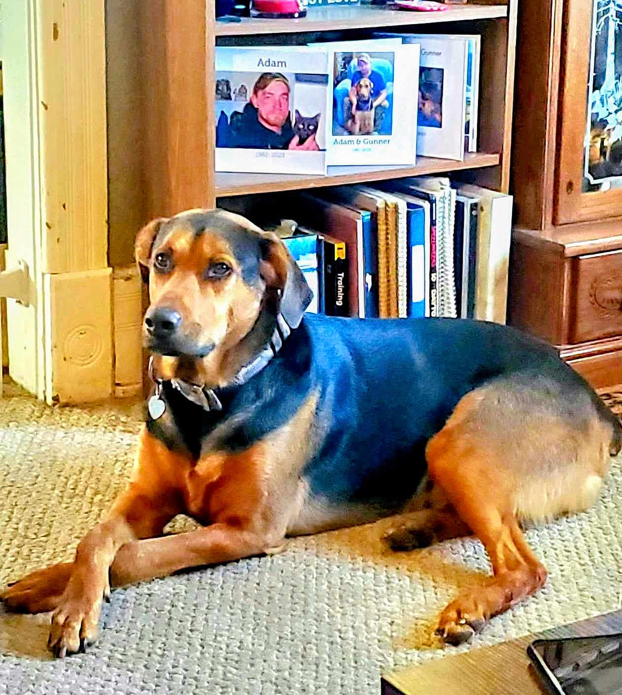 Gunner is registered to the contest to win money with this photo: dog, carpet, living_room, bookshelf, books, photo_frames, wooden_furniture, collar, pet, indoor, resting, brown, black, fur, canine, household, portrait, relaxed, floor, home