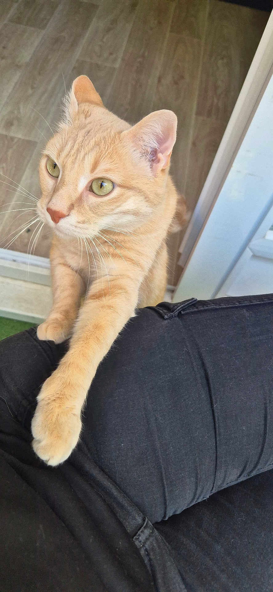 Sanka