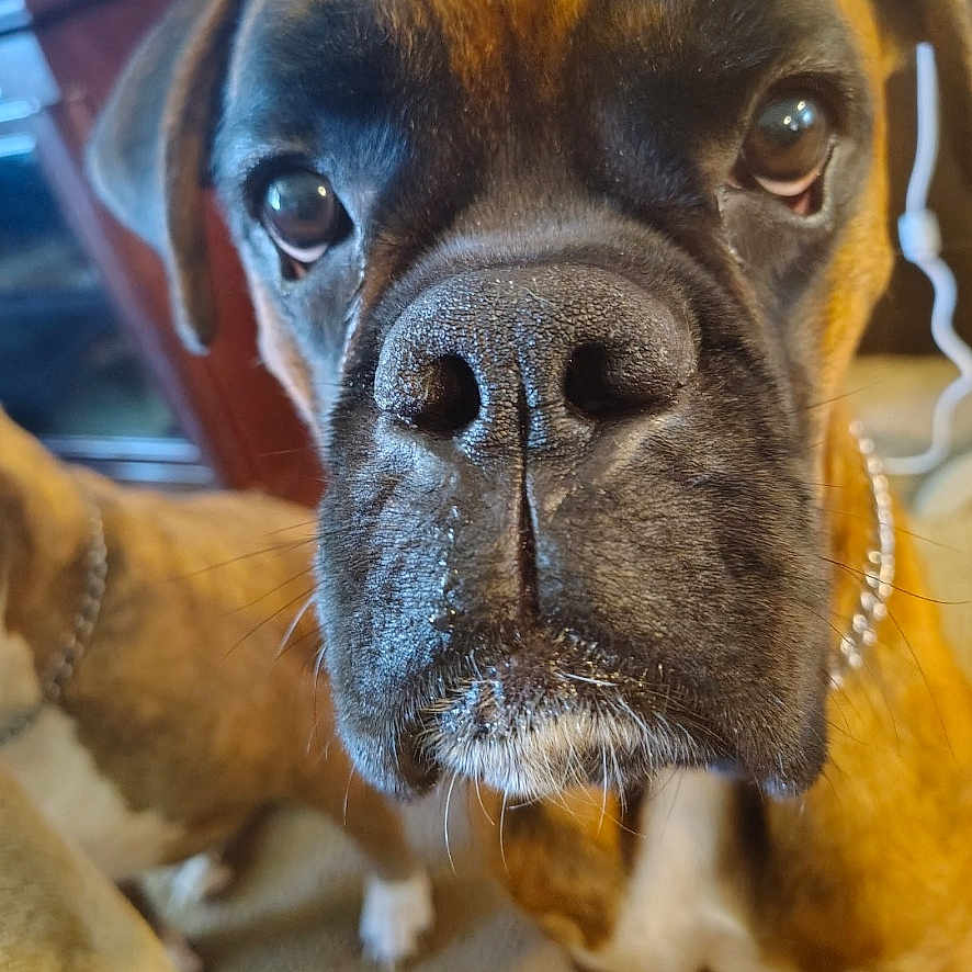 Freddy