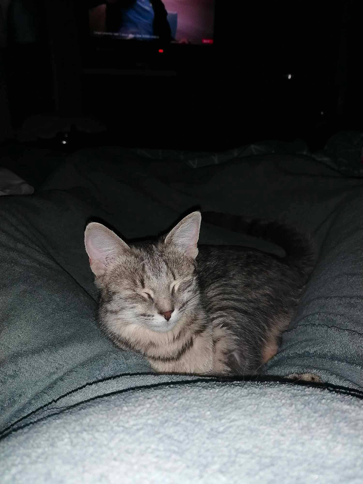 Uno participe au concours pour gagner de l'argent avec cette photo : carnivore, cat, comfort, couch, darkness, domestic_short_haired_cat, fawn, felidae, fur, grey, nap, night, paw, sitting, small_to_medium_sized_cats, snout, tail, television, whiskers, wood