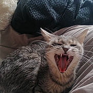 Uno a rejoint le concours — aidez-le/la à gagner de superbes lots ! cat, gray_tabby, yawning, pet, fur, whiskers, bed, blanket, cozy, sleepy, animal, indoor, cute, mouth_open, teeth, tongue, relaxed, feline, resting, comfort