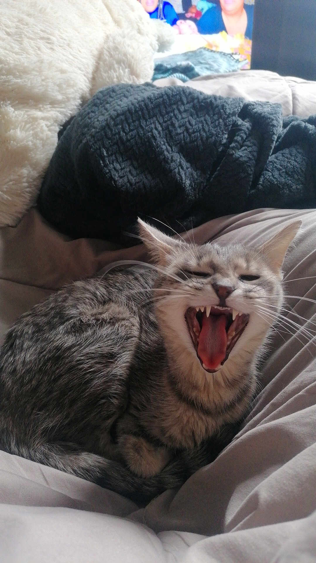 Uno a rejoint le concours — aidez-le/la à gagner de superbes lots ! cat, gray_tabby, yawning, pet, fur, whiskers, bed, blanket, cozy, sleepy, animal, indoor, cute, mouth_open, teeth, tongue, relaxed, feline, resting, comfort