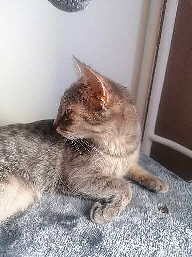 Uno participe au concours pour gagner de l'argent avec cette photo : carnivore, cat, cat_supply, claw, comfort, domestic_short_haired_cat, fawn, felidae, flooring, fur, grey, paw, small_to_medium_sized_cats, tail, whiskers, wood