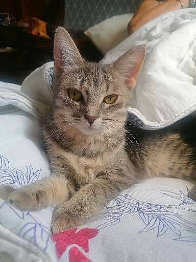 Uno participe au concours pour gagner de l'argent avec cette photo : carnivore, cat, cat_supply, claw, comfort, domestic_short_haired_cat, felidae, fur, paw, small_to_medium_sized_cats, snout, terrestrial_animal, whiskers