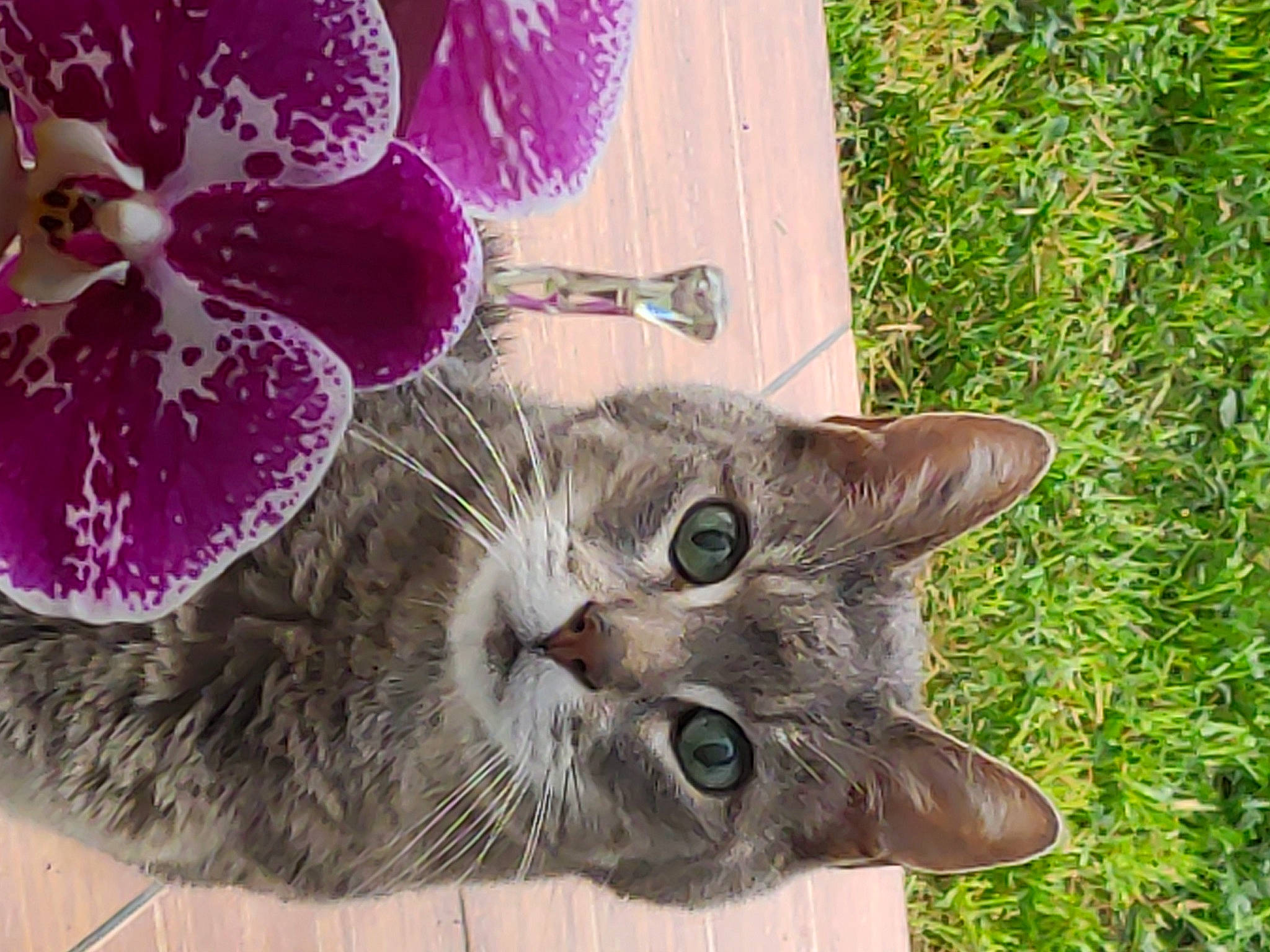 Bounty a rejoint le concours — aidez-le/la à gagner de superbes lots ! annual_plant, carnivore, cat, cut_flowers, domestic_short_haired_cat, felidae, flower, flowering_plant, fur, grass, houseplant, magenta, petal, plant, small_to_medium_sized_cats, tail, terrestrial_plant, tree, water, whiskers