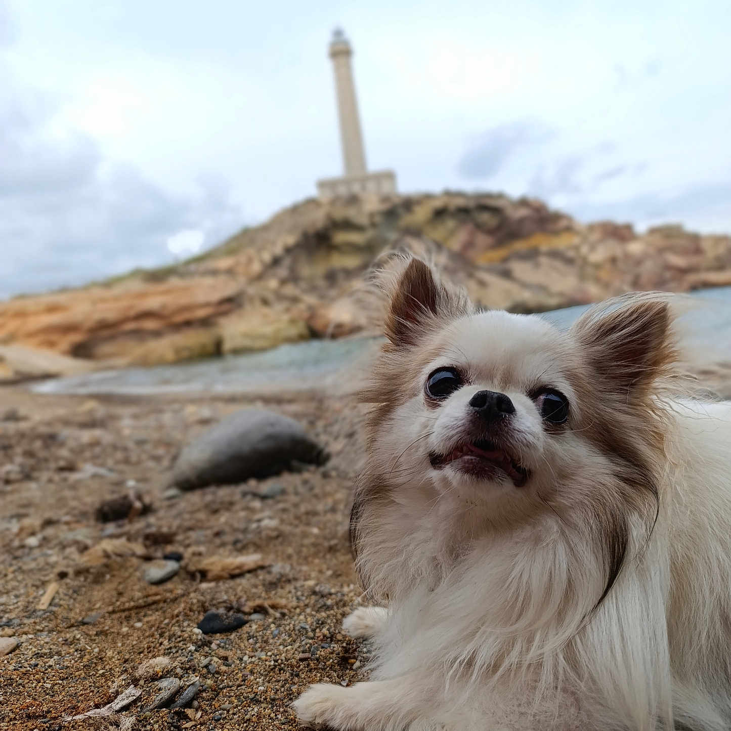 Ioda participe au concours pour gagner de l'argent avec cette photo : animal, architecture, beacon, building, canine, cockerspaniel, dog, gravel, lighthouse, papillon, path, pet, puppy, road, rock, rubble, soil, terrier, tower, walkway