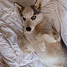 dog, puppy, husky, blue_eyes, white_fur, lying_down, back, bed, bedding, indoors, pet, canine, pointed_ears, black_nose, fluffy, relaxed, portrait, close_up, cute, animal