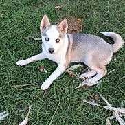 Brochette a rejoint le concours — aidez-le/la à gagner de superbes lots ! dog, puppy, husky, siberian_husky, animal, pet, grass, outdoors, lying_down, fluffy, white_fur, gray_fur, blue_eye, brown_eye, pointed_ears, curled_tail, rope_toy, playful, portrait, nature
