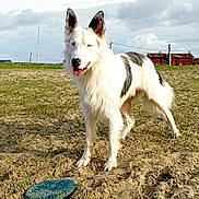 Marley participe au concours pour gagner de l'argent avec cette photo : dog, white_dog, black_spots, frisbee, sandy_ground, grass, outdoor, cloudy_sky, field, playful, pet, animal, ears_up, tongue_out, standing, rural, daytime, nature, recreation, happy