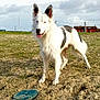 dog, white_dog, black_spots, frisbee, sandy_ground, grass, outdoor, cloudy_sky, field, playful, pet, animal, ears_up, tongue_out, standing, rural, daytime, nature, recreation, happy