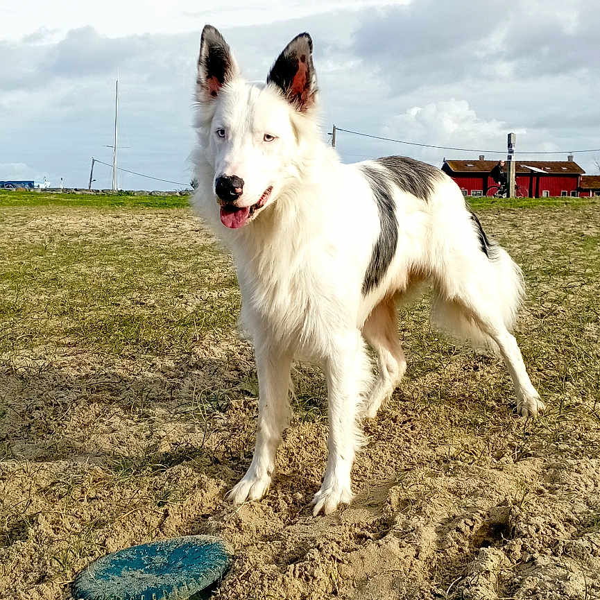 Marley participe au concours pour gagner de l'argent avec cette photo : animal, black_spots, cloudy_sky, daytime, dog, ears_up, field, frisbee, grass, happy, nature, outdoor, pet, playful, recreation, rural, sandy_ground, standing, tongue_out, white_dog