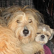 Buddy joined the competition — help win amazing prizes! animal, blanket, cage, canine, closeup, companion, cozy, crate, cute, dog, dogs, fluffy, friendship, fur, indoors, pet, pets, resting, sleepy, snuggling