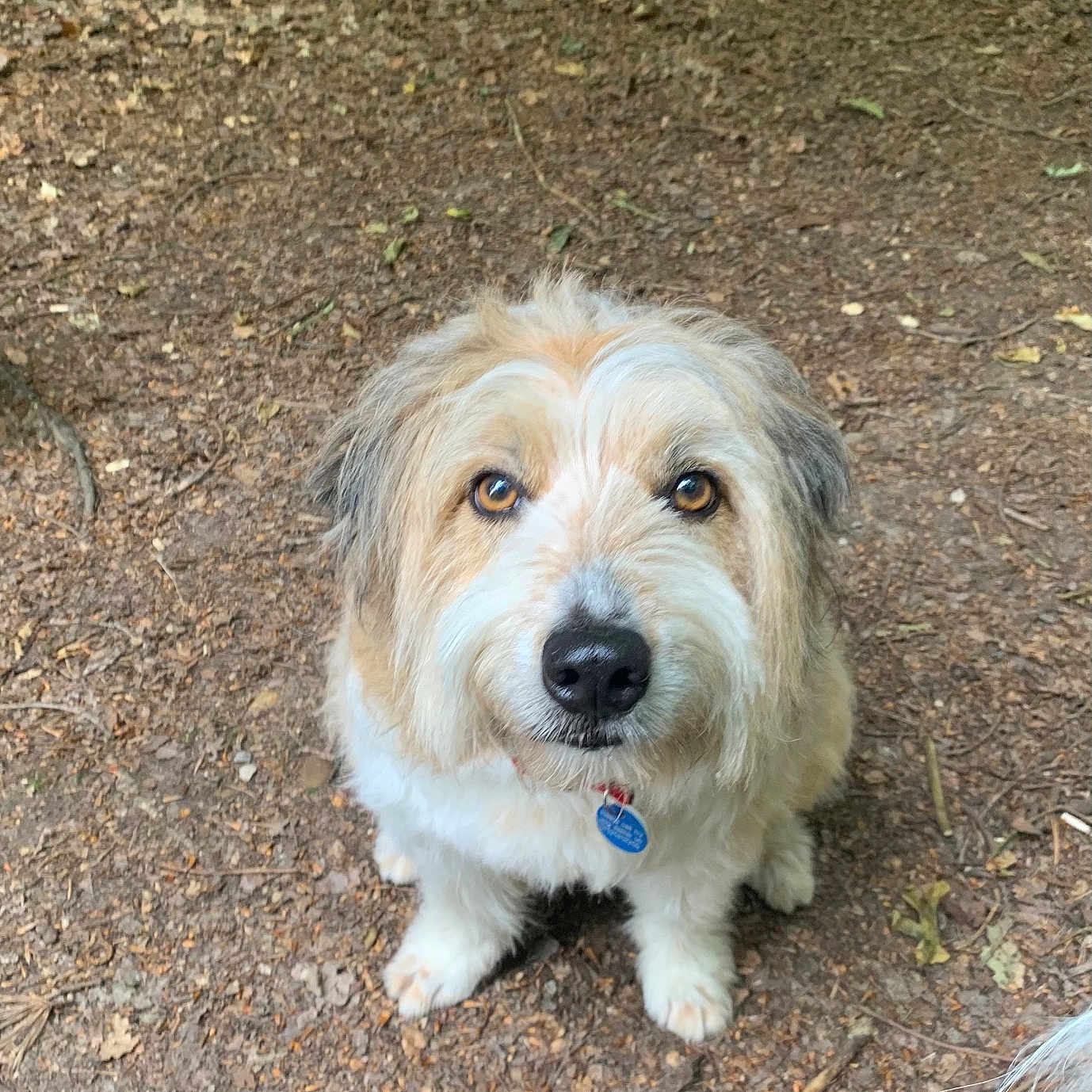 Buddy