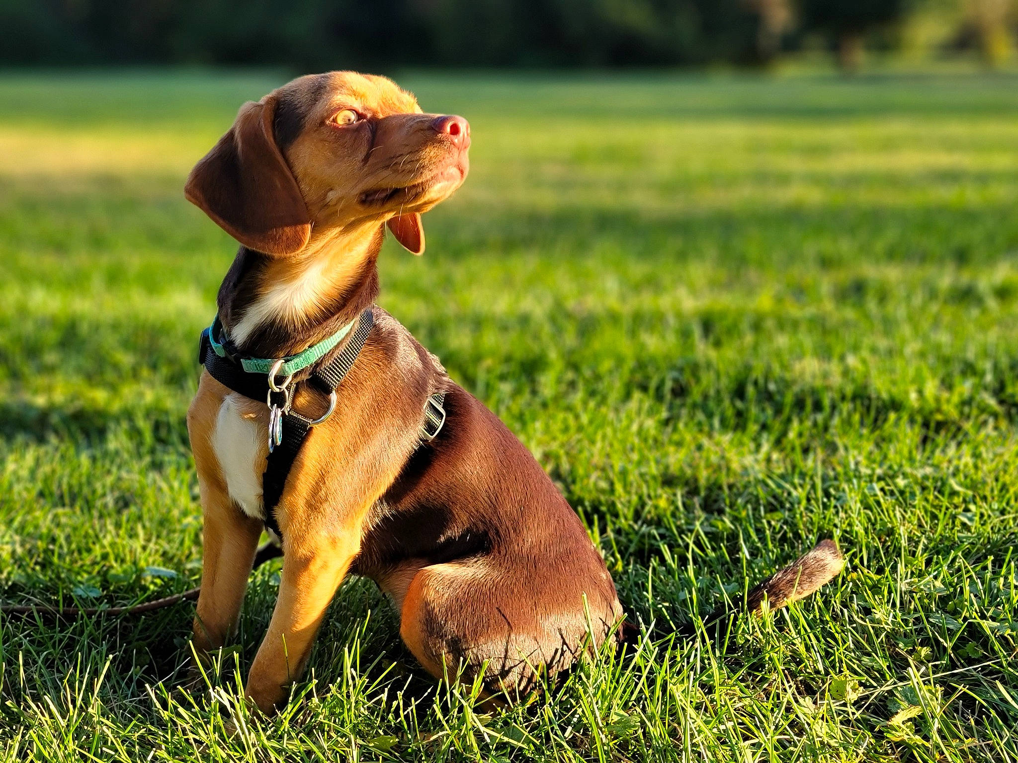 Millie joined the competition — help win amazing prizes! canidae, carnivore, collar, companion_dog, dog, dog_breed, dog_collar, fawn, grass, grassland, happy, liver, pasture, people_in_nature, plant, prairie, snout, sporting_group, terrestrial_animal, working_animal