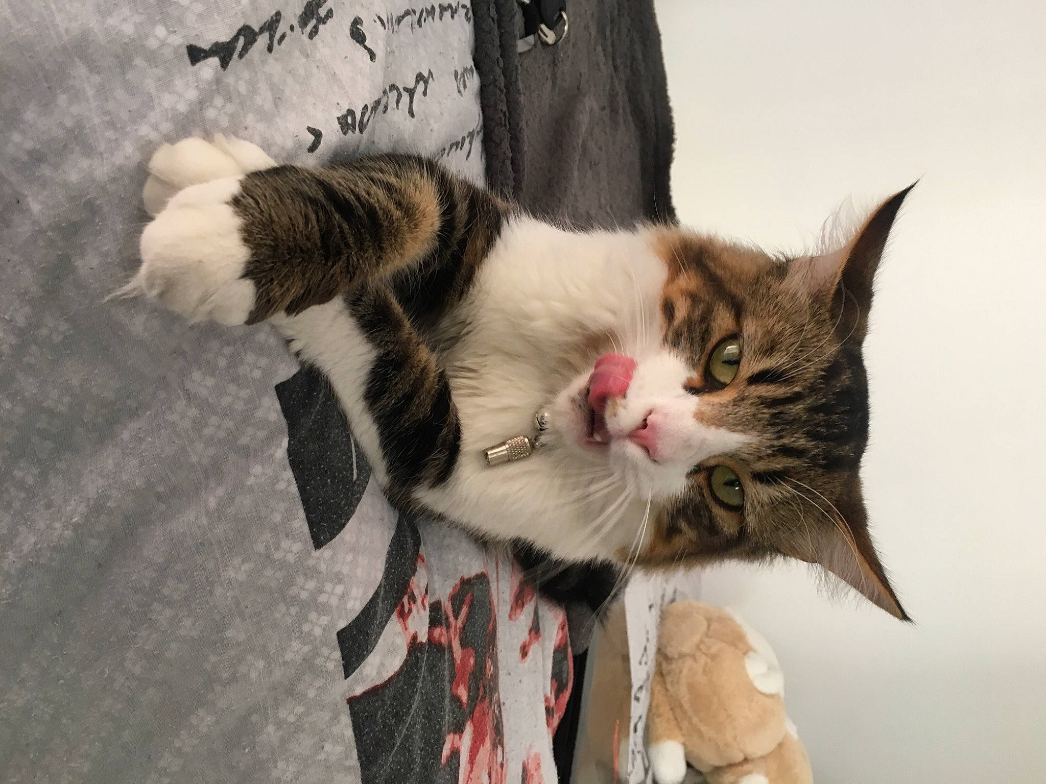 Niro participe au concours pour gagner de l'argent avec cette photo : carnivore, cat, claw, comfort, domestic_short_haired_cat, eyewear, felidae, foot, fur, paw, plant, small_to_medium_sized_cats, snout, tail, tree, whiskers