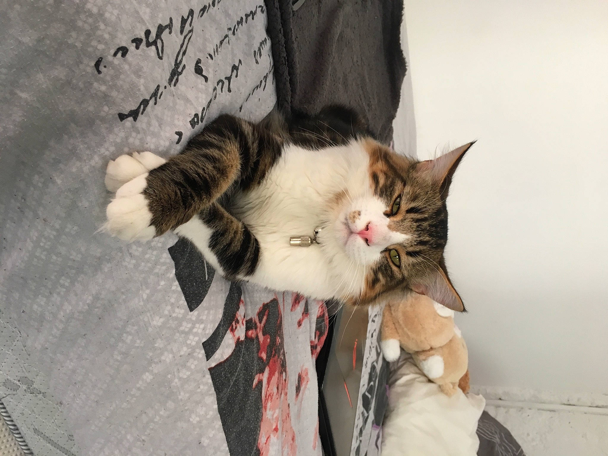 Niro a rejoint le concours — aidez-le/la à gagner de superbes lots ! carnivore, cat, claw, domestic_short_haired_cat, eye, felidae, foot, fur, gesture, grey, handwriting, human_leg, paw, plant, sitting, small_to_medium_sized_cats, snout, tail, tree, whiskers