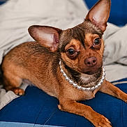 Jin is registered to the contest to win money with this photo: dog, chihuahua, pet, pearl_necklace, bed, blanket, ears, eyes, paws, portrait, indoors, cozy, cute, jewelry, small_dog, brown_fur, looking_at_camera, shallow_depth_of_field, resting, bedding