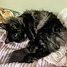 animal, black_cat, blanket, cat, cozy, curious, curled_up, cute, feline, fluffy, green_eyes, home, indoor, lying_down, pet, pillow, pink, relaxed, resting, soft_texture