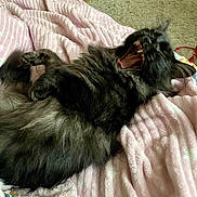 Aida is registered to the contest to win money with this photo: cat, black_cat, long_hair, yawning, mouth_open, teeth, tongue, blanket, pink_blanket, cozy, indoor, carpet, paw, fur, whiskers, relaxed, pet, sleepy, close_up, bedroom