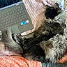Aida joined the competition — help win amazing prizes! bed, blanket, cat, cozy, cushion, decorative_quilt, fluffy_tail, fur, home_interior, indoors, keyboard, laptop, long_fur, nap, paws, pet, sleeping_cat, soft_texture, sticker, technology