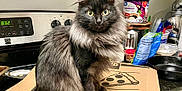 Aida is registered to the contest to win money with this photo: cat, long_hair_cat, fluffy, sitting, kitchen, countertop, pizza_box, stove, oven, coffee_can, food_packaging, frying_pan, cabinet, towel, appliance, cute, wide_eyes, portrait, indoor, pet