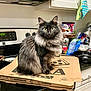 cat, long_hair_cat, fluffy, sitting, kitchen, countertop, pizza_box, stove, oven, coffee_can, food_packaging, frying_pan, cabinet, towel, appliance, cute, wide_eyes, portrait, indoor, pet