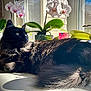 cat, black_cat, long_hair, windowsill, orchid, potted_plant, sunlight, indoor, pet, fur, eyes, whiskers, shadow, relaxed, closeup, houseplant, leaf, window, portrait, resting