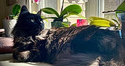 Aida is registered to the contest to win money with this photo: black_cat, bloom, cat, cozy, ear, fluffy, fur_texture, green_leaves, indoor, long_fur, nose, orchid, portrait, potted_plant, relaxed, shadow, sunlight, table, whiskers, window