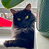 Aida joined the competition — help win amazing prizes! animal, black_cat, cat, closeup, cozy, curious, domestic_animal, furry, houseplant, indoors, natural_light, pet, plant_leaf, relaxed, resting, vase, whiskers, window_screen, windowsill, yellow_eyes