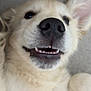 adorable, animal, canine, close_up, cute, dog, face, fur, happy, light_colored, lying_down, mouth, nose, pet, pet_portrait, playful, puppy, teeth, whiskers, young