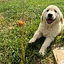 animal, ball, canine, closeup, cute, dog, fence, golden_retriever, grass, greenery, happy, nature, outdoor, pet, playful, puppy, smiling, summer, sunny, young