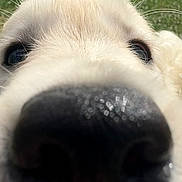 Alma a rejoint le concours — aidez-le/la à gagner de superbes lots ! dog, nose, close_up, animal, pet, curious, outdoor, grass, whiskers, fur, snout, muzzle, canine, cute, friendly, portrait, nature, daylight, playful, adorable