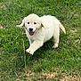 Alma participe au concours pour gagner de l'argent avec cette photo : puppy, golden_retriever, dog, grass, outdoor, playful, happy, animal, pet, young, cute, nature, running, fur, mammal, grass_field, daylight, joyful, ears, tongue