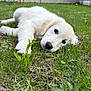 Alma a rejoint le concours — aidez-le/la à gagner de superbes lots ! adorable, animal, canine, closeup, cute, daytime, dog, fur, garden, grass, laying_down, nature, outdoor, pet, playful, puppy, resting, wall, white, young