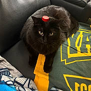 Jax is registered to the contest to win money with this photo: cat, black_cat, pet, animal, feline, couch, blanket, leather, indoor, domestic_animal, bottle_cap, balanced_object, relaxed, fur, whiskers, ears, eyes, paw, resting, household