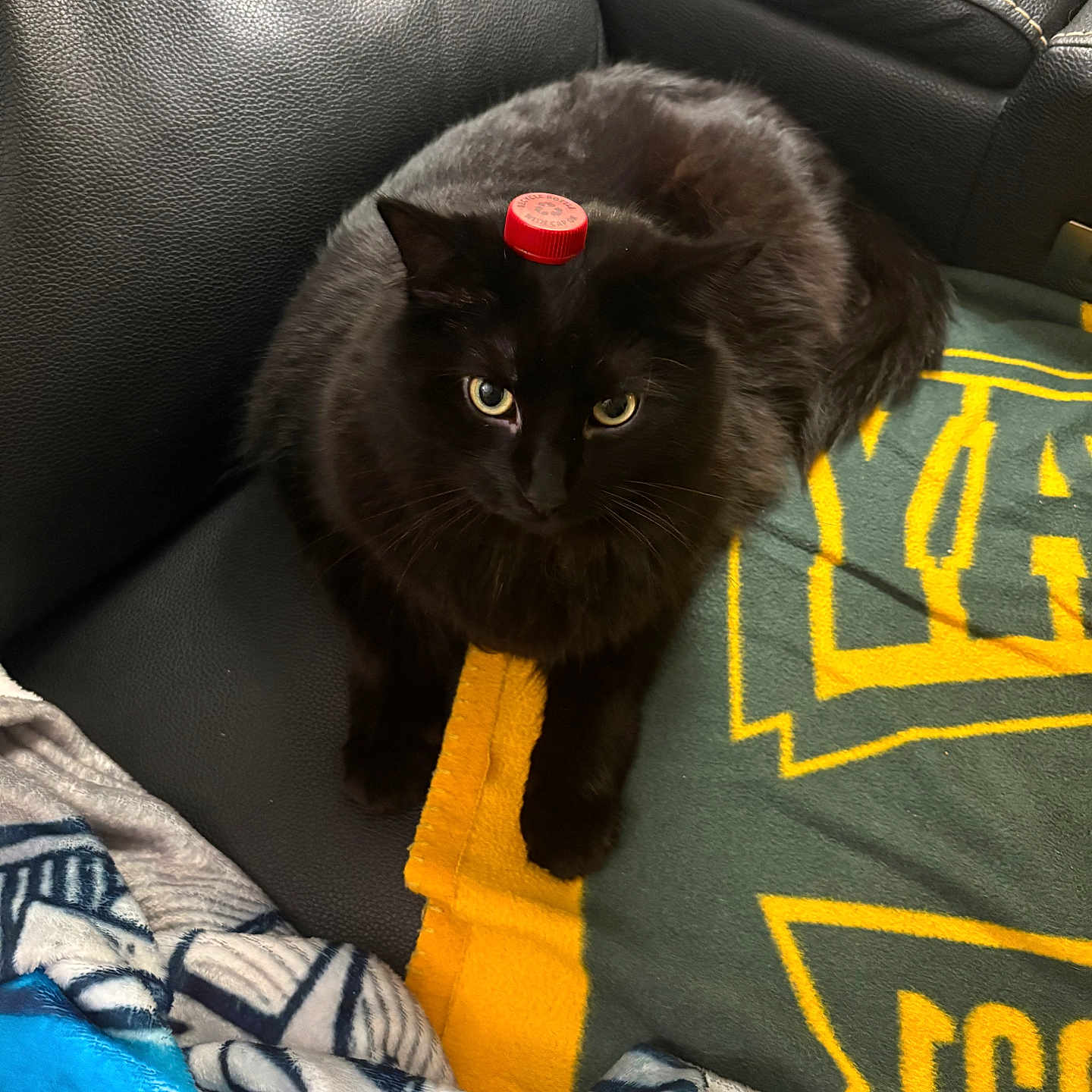 Jax is registered to the contest to win money with this photo: animal, balanced_object, black_cat, blanket, bottle_cap, cat, couch, domestic_animal, ears, eyes, feline, fur, household, indoor, leather, paw, pet, relaxed, resting, whiskers