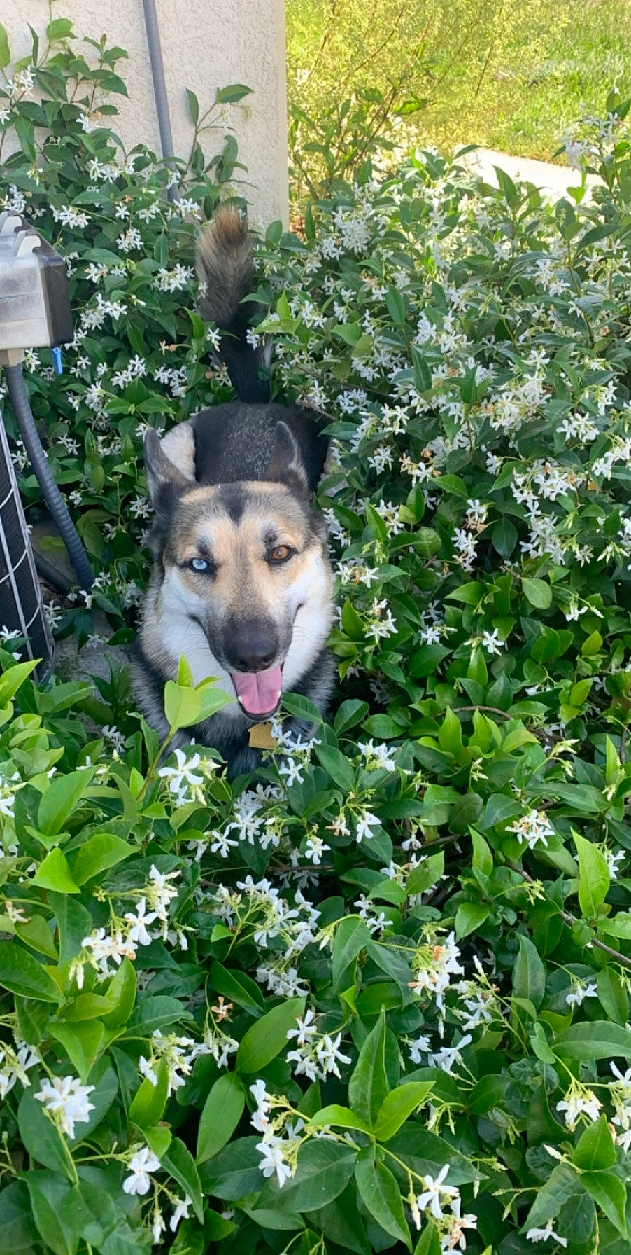 Sadie joined the competition — help win amazing prizes! annual_plant, canidae, carnivore, companion_dog, dog, dog_breed, flower, flowering_plant, garden, gardening, grass, groundcover, herbaceous_plant, plant, shrub, sled_dog, sporting_group, subshrub, tree, wolf