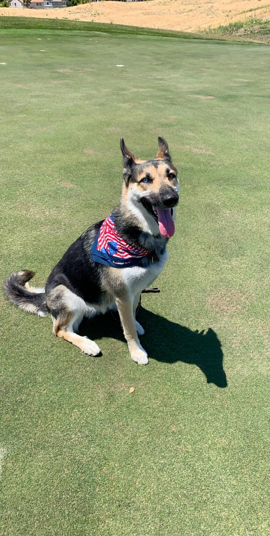 Sadie joined the competition — help win amazing prizes! canidae, carnivore, collar, companion_dog, dog, dog_breed, dog_collar, dog_supply, east_european_shepherd, fawn, grass, herding_dog, leash, pet_supply, plant, recreation, snout, sporting_group, tail, working_dog