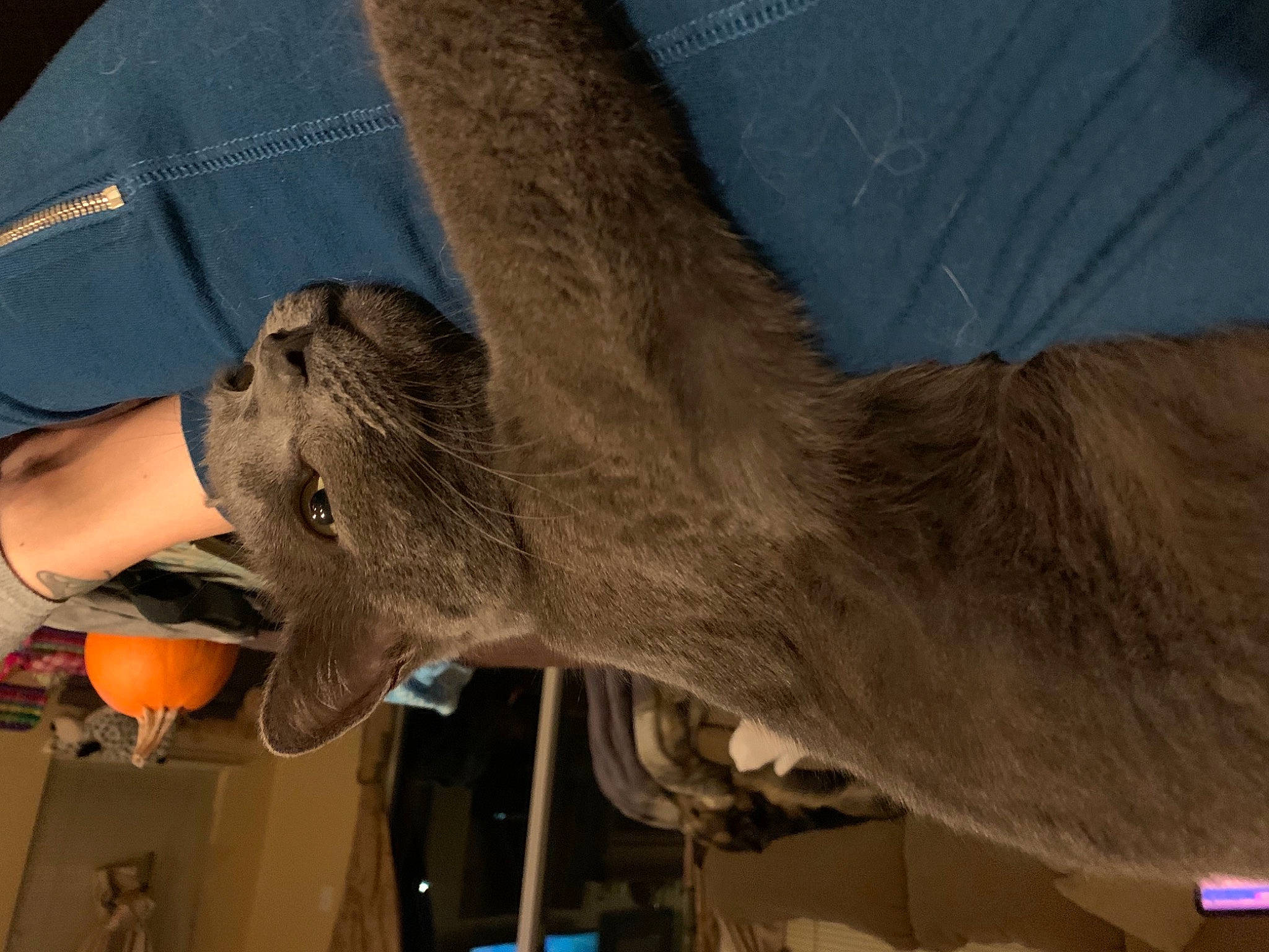 Charolette joined the competition — help win amazing prizes! art, beak, dinosaur, elephant, elephants_and_mammoths, fawn, indian_elephant, jaw, livestock, metal, plant, sculpture, snout, statue, tail, terrestrial_animal, tyrannosaurus, wildlife, wing, working_animal