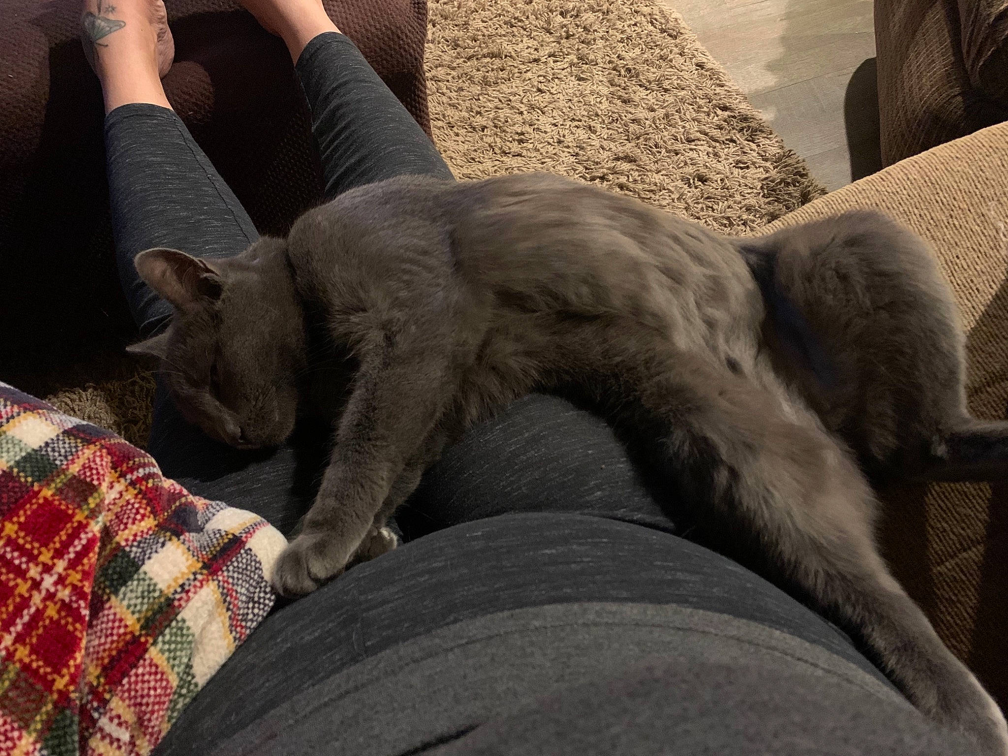 Charolette joined the competition — help win amazing prizes! carnivore, cloud, comfort, companion_dog, dog, dog_breed, fawn, felidae, foot, furniture, grey, human_leg, lap, leg, small_to_medium_sized_cats, sporting_group, tail, tartan, thigh, whiskers