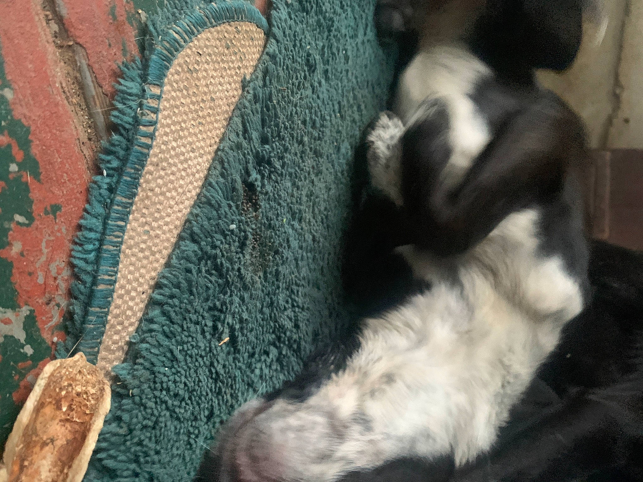 Rosie is registered to the contest to win money with this photo: carnivore, claw, companion_dog, denim, dog_breed, fashion_accessory, fawn, felidae, foot, fur, human_leg, pattern, paw, small_to_medium_sized_cats, tail, textile, whiskers, wood, wool, woolen