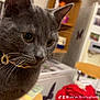 Mistigri participe au concours pour gagner de l'argent avec cette photo : abyssinian, accessories, animal, cat, computer, computerhardware, desk, electronics, furniture, hardware, indoors, laptop, monitor, pc, pet, plywood, screen, shelf, table, wood