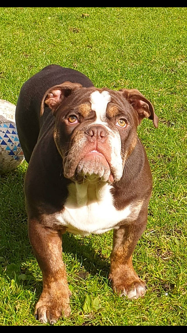 Hugo joined the competition — help win amazing prizes! american_bulldog, australian_bulldog, british_bulldogs, bulldog, canidae, carnivore, companion_dog, dog, dog_breed, dorset_olde_tyme_bulldogge, mammal, molosser, non_sporting_group, old_english_bulldog, olde_english_bulldogge, rare_breed_dog, renascence_bulldogge, snout, toy_bulldog, vertebrate