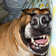 Simba is registered to the contest to win money with this photo: dog, sleeping, close_up, teeth, nose, brown_fur, mouth_open, pillow, patterned, cozy, relaxed, tongue, indoor, pet, animal, snout, cute, resting, canine, face