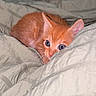 Kimchi is registered to the contest to win money with this photo: kitten, orange_cat, pet, animal, cute, furry, small, lying_down, blanket, cozy, indoor, whiskers, ears, fur, resting, close_up, curious, blue_eyes, soft, young