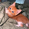 Kimchi is registered to the contest to win money with this photo: kitten, cat, orange_cat, blue_eyes, pet, cute, playful, indoor, blanket, bed, fur, small_animal, whiskers, young, animal, domestic_cat, resting, cozy, curious, feline
