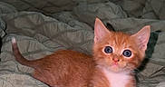 Kimchi is registered to the contest to win money with this photo: kitten, cat, orange_tabby, bed, blanket, indoor, pet, fur, cute, animal, young, small, whiskers, ears, blue_eyes, sleepy, domestic_cat, feline, cozy, resting