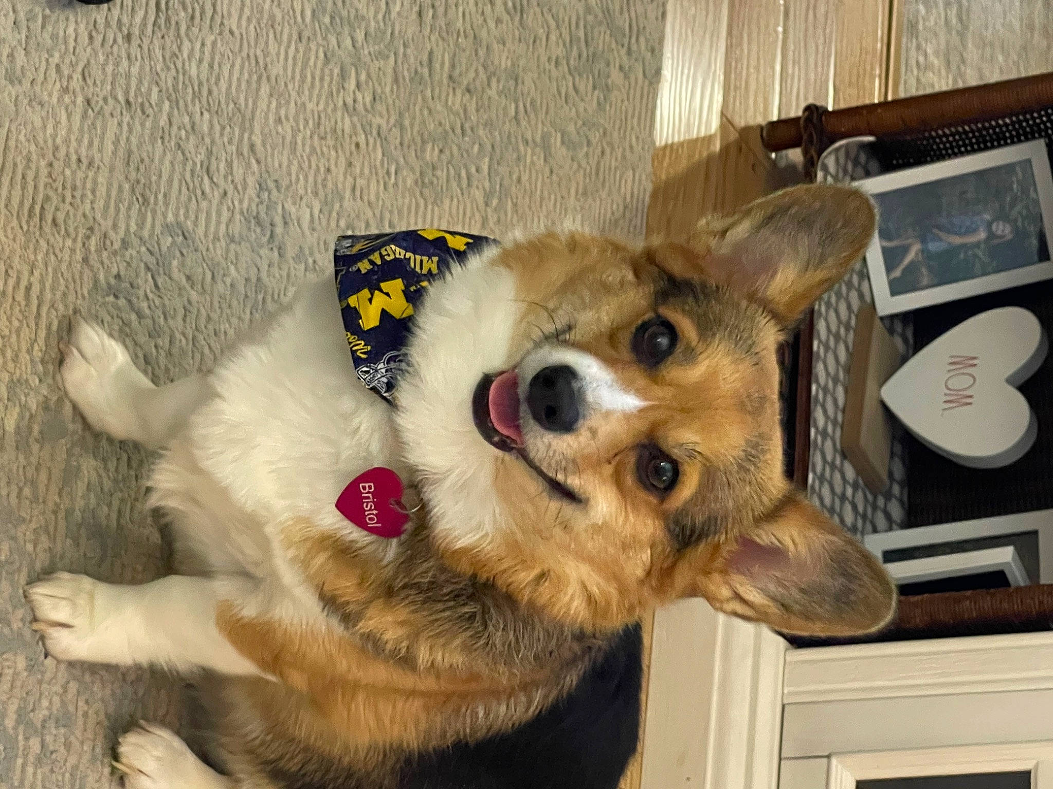 Bristol joined the competition — help win amazing prizes! canidae, carnivore, collar, companion_dog, dog, dog_breed, dog_collar, dog_supply, fashion_accessory, fawn, fur, leash, paw, pet_supply, picture_frame, snout, sporting_group, whiskers, working_animal, working_dog