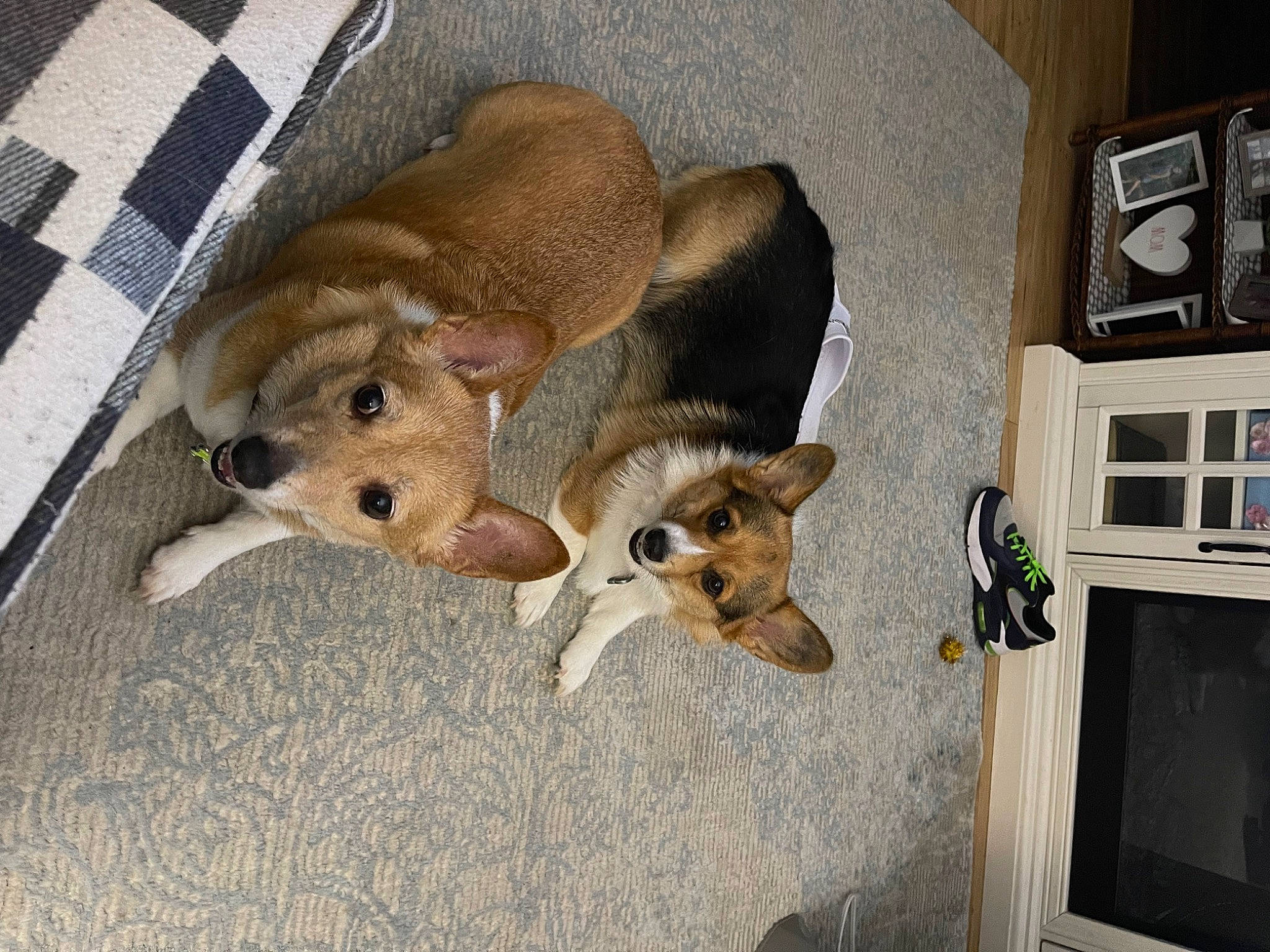 Bristol is registered to the contest to win money with this photo: animal_shelter, canidae, carnivore, comfort, companion_dog, dog, dog_breed, dog_supply, fawn, fur, pattern, paw, pet_supply, picture_frame, plaid, snout, sporting_group, tail, tartan, working_animal